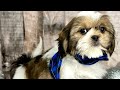 Shih Tzu dogs for sale: Holly - Video 1