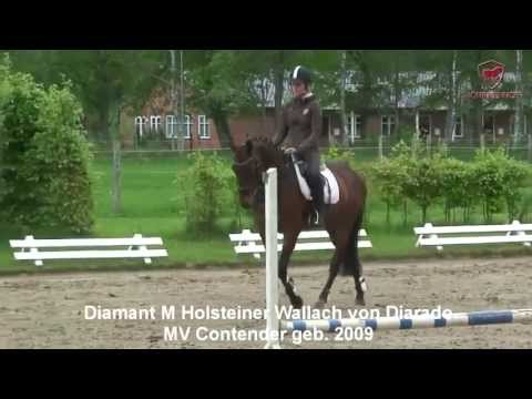 Mörkenhof´s Diamant M von Diarado MV Contender Holsteiner