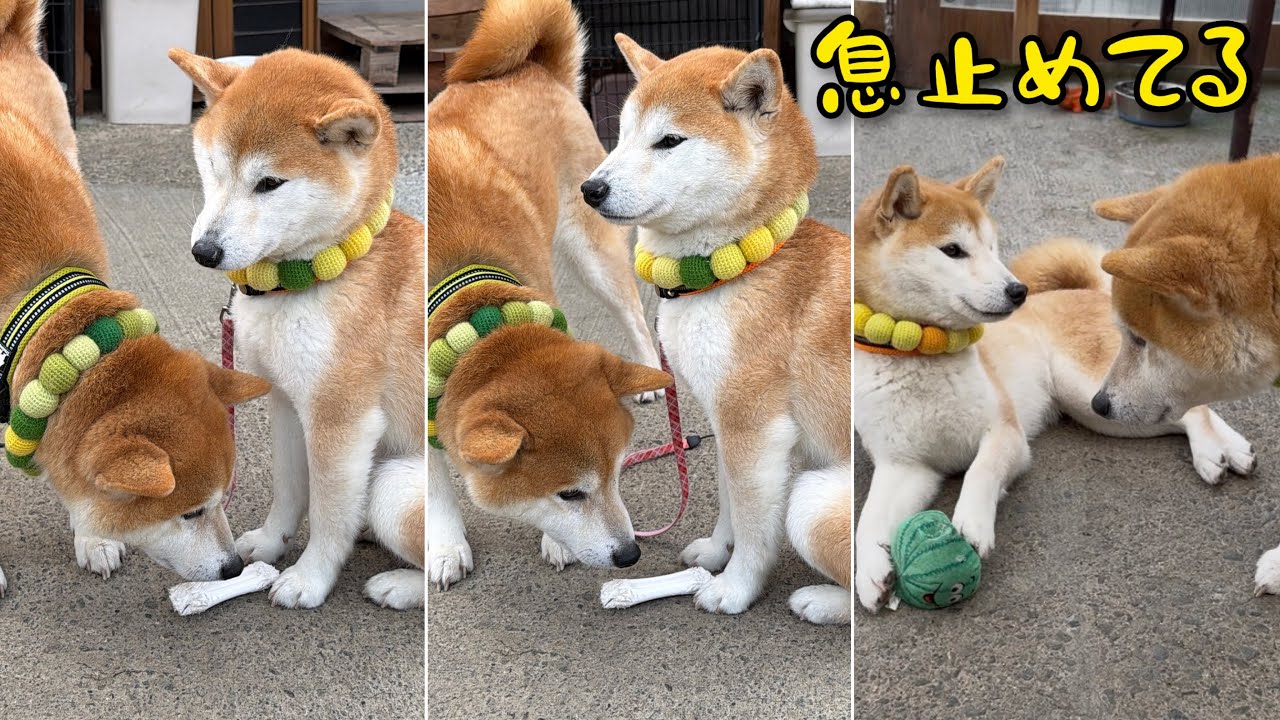 ちょいちょい時間と息が止まり虚無地蔵になる柴犬姉弟がジワる