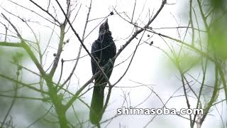 オニカッコウ繁殖?　まだ出るオウチュウ、リュウキュウコノハズク抱卵(動画あり)