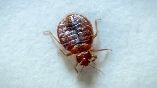 Bed Bug&#39;s Bite - Up Close! | Earth Lab
