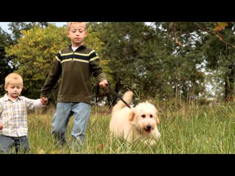 download lagu mp3 mp4 Daisy Brand Dogs, download lagu Daisy Brand Dogs gratis, unduh video klip Daisy Brand Dogs