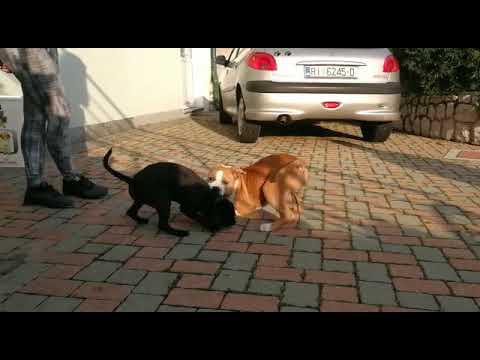 Luna (Staffordshire Bull Terrier) - playing with young American staffordshire terrier