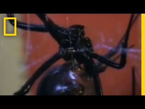 Black Widow Sex | National Geographic