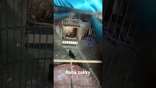 Download lagu ternak murai pake kardus di kandang gantung mp3 Download lagu ternak murai pake kardus di kandang gantung mp3