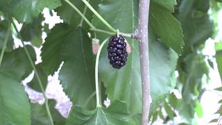 Mulberry tree – grow, care & harvest (Eat a lot)