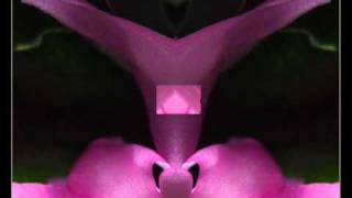 Weihnachtskaktusblüte - gespiegelt -