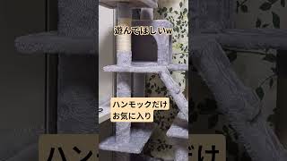 #猫#ねこのいる生活 #cat