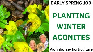 GROWING WINTER ACONITES: EXPERT TIPS FOR SUCCESS