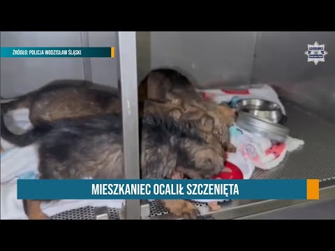REPORT: HE RESCUED PUPPIES ● WILL KWK RYDUŁTOWY LOSE 600 MINERS? ● |6.11.25