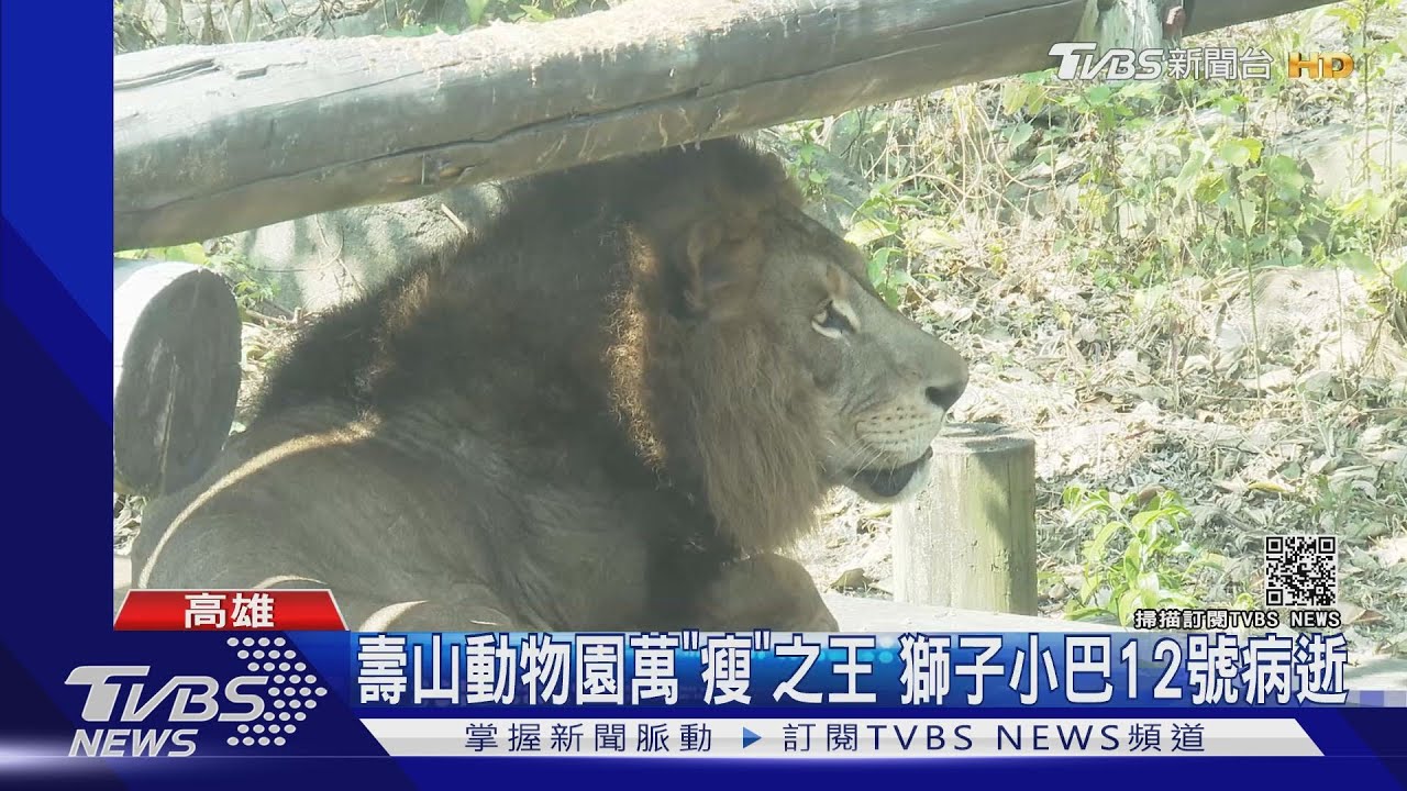 壽山動物園萬「瘦」之王 獅子小巴12日病逝