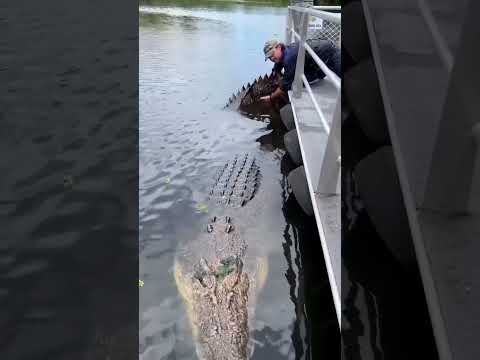 Saltwater Crocodiles