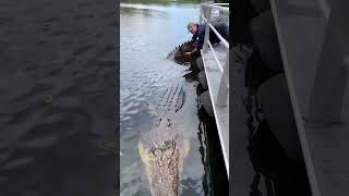 Saltwater Crocodiles