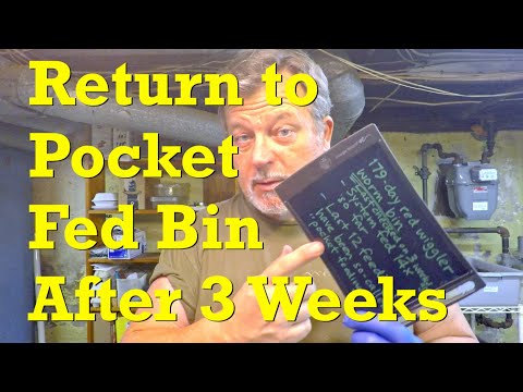 13th "Pocket" feeding in 179-day red wiggler worm bin - vermicompost