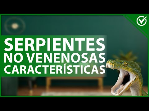 🐍 NON-VENOMOUS SNAKES - Types, characteristics and how to identify them ☠️🐍