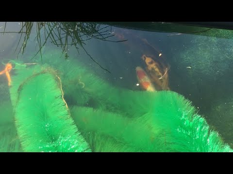 Koi spawning in the uk