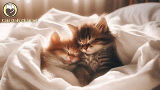 Relaxing Melodies to Calm Your Cats - Relaxation, Deep Sleep, Anxiety Relief