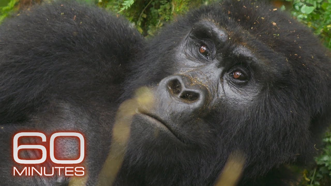 Speaking to gorillas in the Impenetrable Forest | 60 Minutes