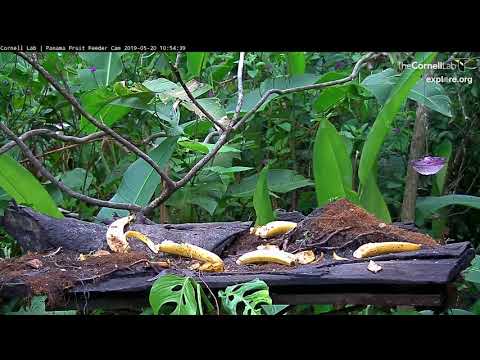 A Compilation Of Various Species Taking Fruit To Go – May 20, 2019