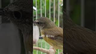 Download lagu cikrak bambu gacor #short #cikrakbambu #shortvideo #mrkicau mp3