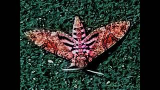 Shamir Lee - Untitled