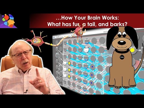 What Barks, Has Fur and a Tail?? How your Neurons Know the Answer!