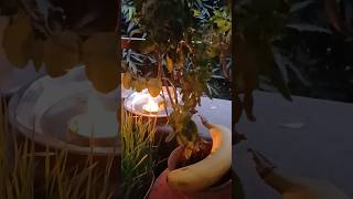 Download lagu 31 October 2025 mp3