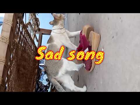 emotional  video of a cat....😂