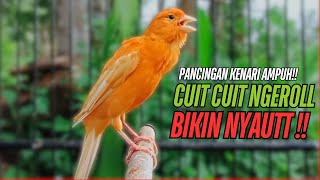 Download lagu SUARA Kenari GACOR PANJANG Pancingan & masteran Kenari Paud AGAR gacor AMPUH Kenari MACET bunyii mp3