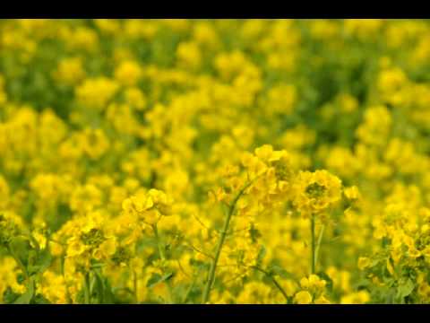 動画 菜の花 畑 動画 菜の花 畑