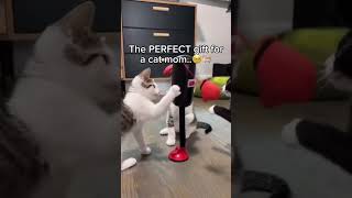 Comment “CAT” if your cat NEEDS this! 🐈🥊 #catmom #cute #boxing #funny