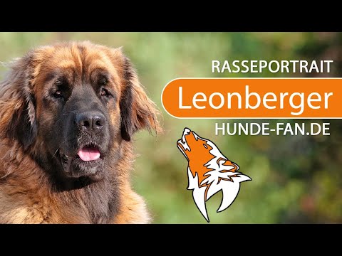 ► Leonberger [2018] Rasse, Aussehen & Charakter