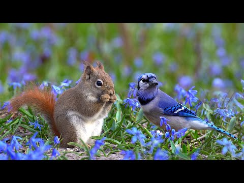 Early Spring Forest Relaxation Ambience🌱| Birds, Squirrels, Chipmunks & Nature Sounds