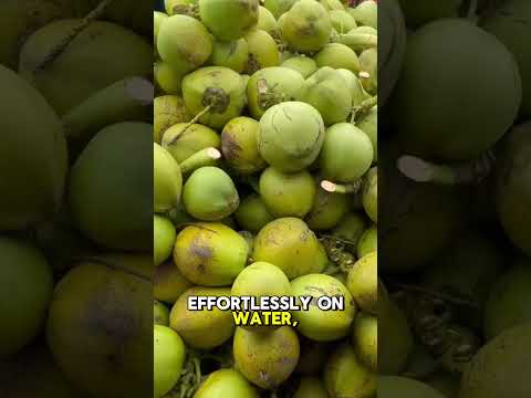 Coconuts: The Most Interesting Travel Story Ever Told