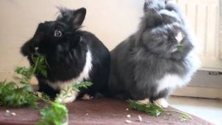 Munching Sunday - 日曜日の食べ放題