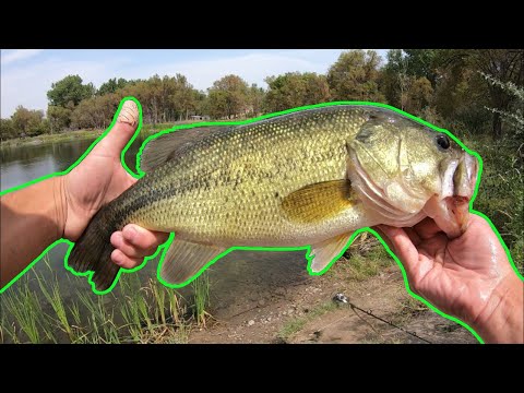 FIRST Food Chain Challenge! (HUGE Bass)