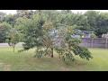 Elberta Peach Tree Harvest
