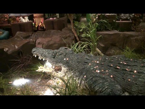 Ashrita in jungleeee