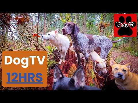 Daycare for Dogs 🐾 Calm Pack Walks | 12 Hours of Dog TV