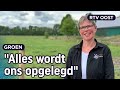 Vergunning voor koe in de wei? Joke wordt er "diepdroevig" van | RTV Oost