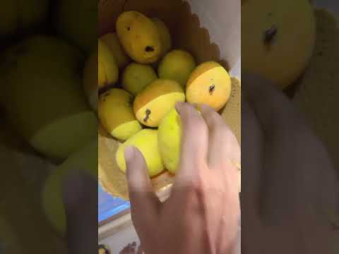 When u r madly in love with Alphonso mangoes 😅😅