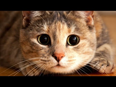 The Cat Parasite That Can Control Your Mind