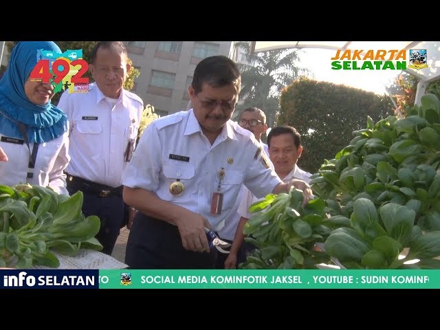 Panen Pakcoy Hasil Urban Farming di Halaman Kantor Wali Kota