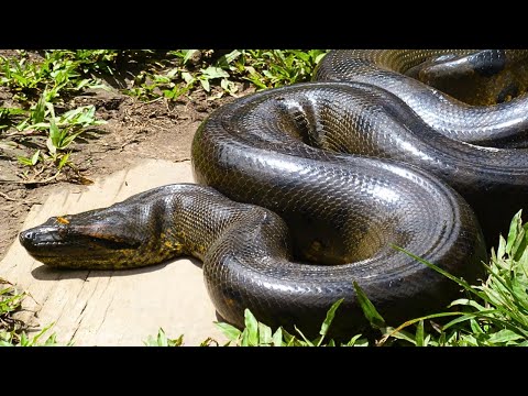 Les 9 Serpents Les Plus Gros Jamais Capturés
