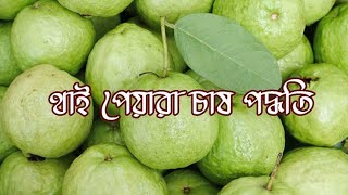 বাণিজ্যিকভাবে থাই পেয়ারা (মামুন)