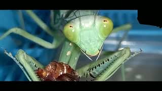 Download lagu Mantis/Mentadak makan kumbang sampai habis😖 mp3