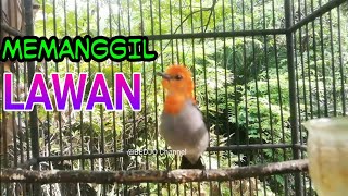 Download lagu SEMUA CABE CABEAN PASTI NYAUT!!! Begitu dengar Suara Kemade ini, Pancingan kemade GACOR... mp3 Download lagu SEMUA CABE CABEAN PASTI NYAUT!!! Begitu dengar Suara Kemade ini, Pancingan kemade GACOR... mp3