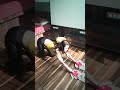 Sherlyn Chopra Workout Moments