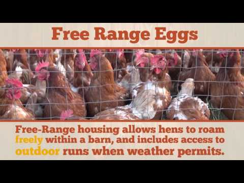 download lagu mp3 mp4 Free Range Eggs Alberta, download lagu Free Range Eggs Alberta gratis, unduh video klip Free Range Eggs Alberta