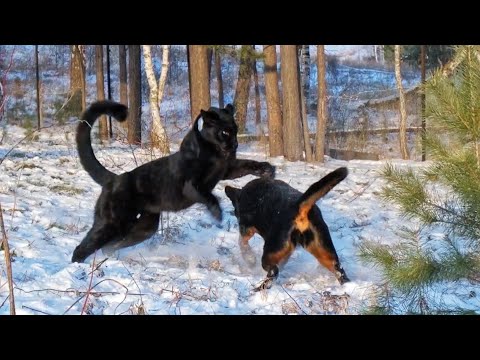 Panther Luna and her family are having fun 😹 Escape through the gate (ENG SUB)